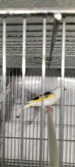 Majoor Putter man egelhad van 2022, Dieren en Toebehoren, Vogels | Overige Vogels, Mannelijk, Wildzangvogel