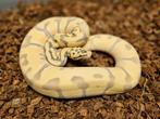 Super Enchi Pastel Desert Ghost man, Slang, 0 tot 2 jaar