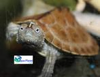 Graptemys kohnii, Schildpad, Tam, 0 tot 2 jaar