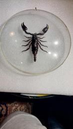 Schorpioen in glazen hanger, Antiek en Kunst, Ophalen of Verzenden