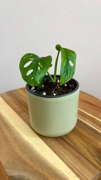Monstera adansonii, Huis en Inrichting, Kamerplanten, Ophalen of Verzenden, Overige soorten, Minder dan 100 cm