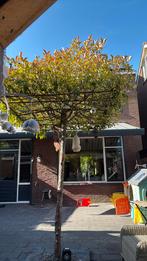 Mooie Lei boom - Leiboom, Ophalen, Leiboom, 100 tot 250 cm