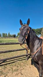 Lieve merrie, Dieren en Toebehoren, Paarden, Merrie, 11 jaar of ouder