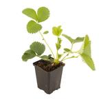 Aardbei planten in diverse soorten., Tuin en Terras, Planten | Tuinplanten, Overige soorten, Volle zon, Vaste plant, Ophalen of Verzenden