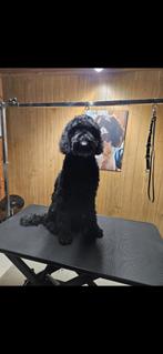 Hondentrimsalon, Ophalen of Verzenden