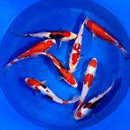 VHQ Tateshita Beni Kumonryu 27-32cm Japanse koi, Dieren en Toebehoren, Vissen | Vijvervissen, Karper of Koi
