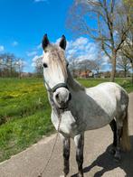 Leuke recreatie D pony, Dieren en Toebehoren, Pony's, Gechipt, B, Ruin, 3 tot 6 jaar