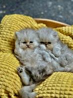 Te koop, Dieren en Toebehoren, Poes