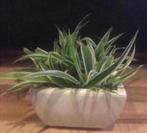 Bonsai bakjes vintage terracotta  bloempotten bio planten, Tuin en Terras, Binnen, Ophalen of Verzenden, Zo goed als nieuw, Minder dan 40 cm