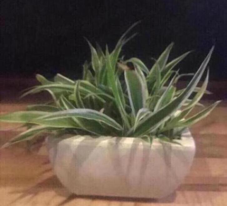 Bonsai bakjes vintage terracotta  bloempotten bio planten, Tuin en Terras, Bloempotten, Zo goed als nieuw, Terracotta, Binnen