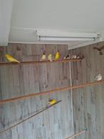 jonge gele en bonte kanaries, Dieren en Toebehoren, Vogels | Kanaries, Meerdere dieren, Kleurkanarie