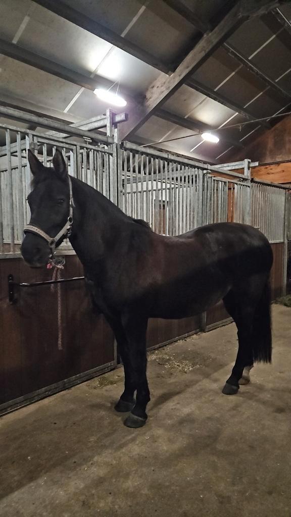 Bijrijder/verzorger gezocht, Diensten en Vakmensen, Dieren | Paarden | Verzorging, Oppas en Les, Ruiter of Bijrijder