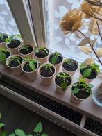 Surinaamse peper plantje, Ophalen, Overige soorten, Minder dan 100 cm