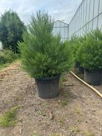 Zeer mooie Sequoiadendron giganteum mamoetboom 100-125 cm, Tuin en Terras, Planten | Bomen, Bloeit niet, 100 tot 250 cm, Volle zon