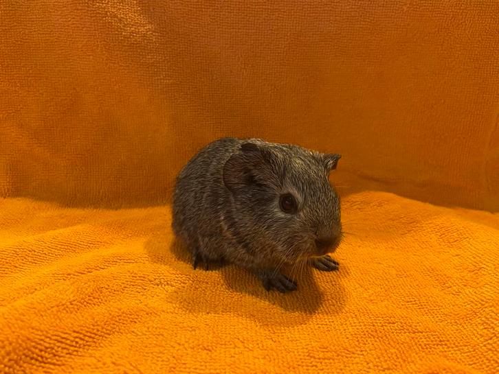 Zilveragouti cavia beertje, Dieren en Toebehoren, Knaagdieren, Mannelijk, Cavia, Oktober, Tam