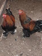 Bramha hanen te koop, Dieren en Toebehoren, Mannelijk, Kip