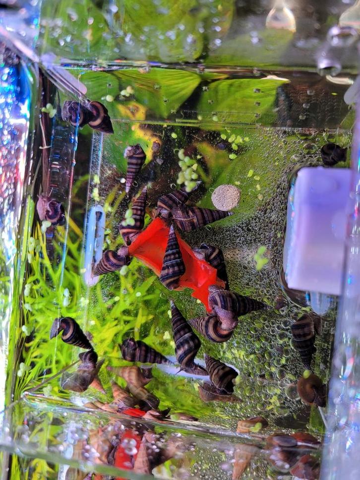 Herculea Brotia slakken, Dieren en Toebehoren, Vissen | Aquariumvissen, Slak of Weekdier