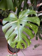 Monstera Thai Constellation - kamerplant, Overige soorten, In pot, Minder dan 100 cm, Groene kamerplant