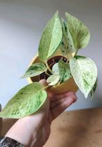 Epipremnum snow queen, Ophalen, Halfschaduw, Minder dan 100 cm