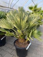 Chamaerops humilis 'Vulcano' palmboom / palmbomen te koop!!, Ophalen of Verzenden, Minder dan 100 cm, Zomer, Palmboom