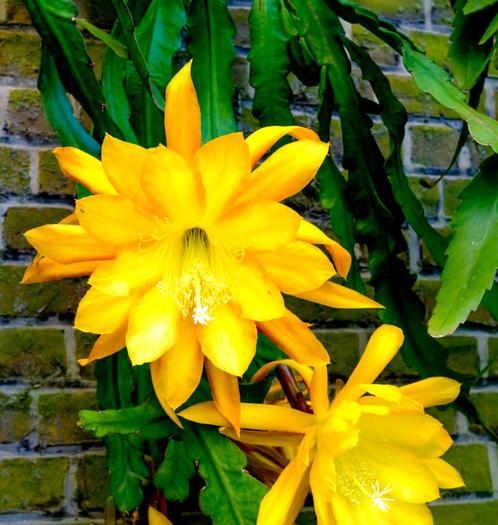 Epiphyllum Going Bananas, Huis en Inrichting, Kamerplanten, Overige soorten, Minder dan 100 cm, Bloeiende kamerplant, Volledige schaduw
