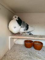 Schitterende doffer bij interesse stuur je telnr mee, Dieren en Toebehoren, Vogels | Duiven, Mannelijk, Kropper