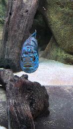 Cichlasoma octofasciatum Electric Blue/Jack Dempsey Electric, Dieren en Toebehoren, Vissen | Aquariumvissen, Vis, Zoetwatervis
