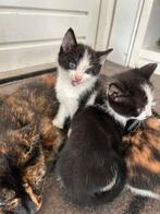 5 Boerderij kittens (lapjes en zwart/witte), Dieren en Toebehoren, Katten en Kittens | Raskatten | Korthaar, Poes, Ontwormd, 0 tot 2 jaar