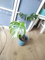 Monstera Deliciosa Variegata Big leaves and high variegation, Huis en Inrichting, Kamerplanten, Ophalen, Overige soorten, Halfschaduw