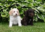 Prachtige Cockadoo pups# Cockapoo #Cocker# Doodle, Overige rassen, CDV (hondenziekte), 8 tot 15 weken, Meerdere