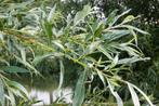 **ACTIE** Salix alba, schietwilg, gewone wilg, knotwilg, Ophalen of Verzenden, Lente, 100 tot 250 cm, Volle zon