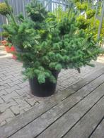 Pinus parviflora.negishi maat 100/115 extra, Tuin en Terras, Planten | Bomen, Bloeit niet, Overige soorten, 100 tot 250 cm, Ophalen