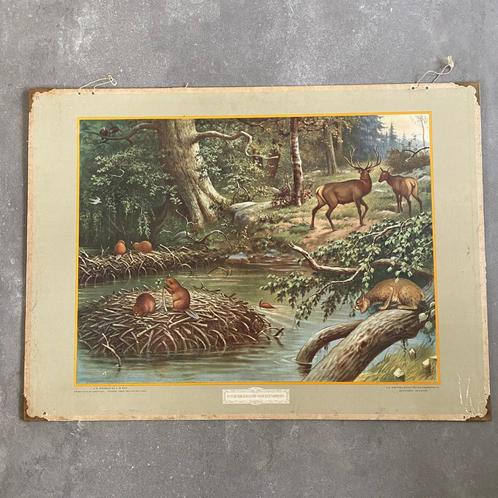 Schoolplaat Noord-Amerikaanse woudbewoners – 1934, Antiek en Kunst, Antiek | Schoolplaten, Natuur en Biologie, Ophalen of Verzenden
