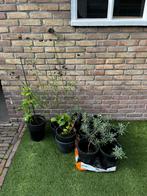 Muurbloem - mauve bowles, Tuin en Terras, Planten | Tuinplanten, Ophalen, Vaste plant, Overige soorten, Volle zon