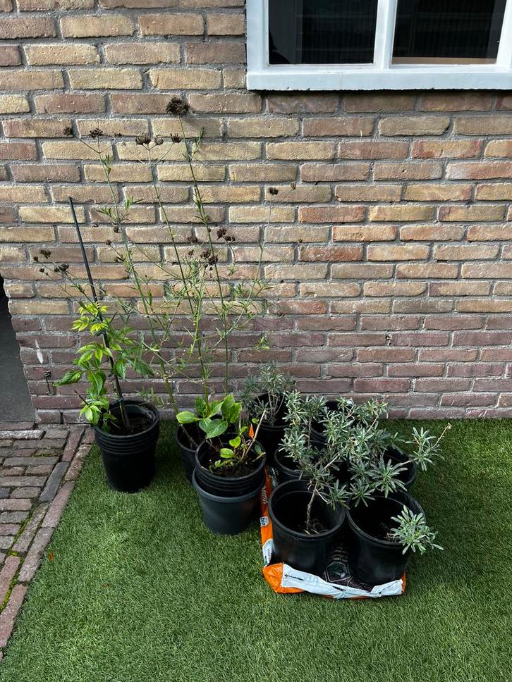 Muurbloem - mauve bowles, Tuin en Terras, Planten | Tuinplanten, Vaste plant, Overige soorten, Volle zon, Ophalen