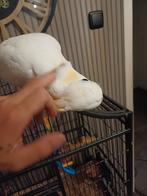 Mega tamme  kleine geelkuif  kaketoe, Dieren en Toebehoren, Mannelijk, Papegaai