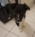 Prachtige Border Collie x Jack Russell pup 3 maandjes, Dieren en Toebehoren, België, Particulier, Reu, 8 tot 15 weken