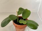 Stekjes hoya kerrii kamerplant stekje hartjesplant hartje, Ophalen of Verzenden, Overige soorten, Minder dan 100 cm