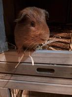 Lief cavia beertje, Dieren en Toebehoren, Cavia, Mannelijk, November, Tam
