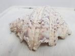 doopvontschelp 20 cm breed, Ophalen of Verzenden, Schelp(en)