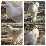 Brahma haantjes, Dieren en Toebehoren, Pluimvee, Mannelijk, Kip