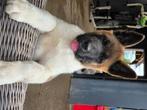 American Akita teefje met stamboom, België, Fokker | Hobbymatig, 8 tot 15 weken, Teef