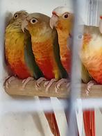 Pyrrhura's, Meerdere dieren, Parkiet, Geringd