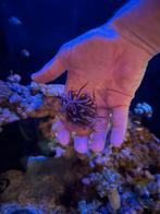 Rode tepel anemoon, Vis