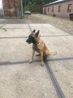Mechelse herder, Dieren en Toebehoren, Honden | Herdershonden en Veedrijvers, Teef, Eén hond, 3 tot 5 jaar, Herder
