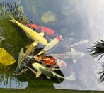 Koi karpers, Karper of Koi