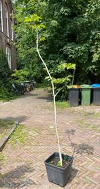 Walnoot boompje DEZE WEEK nog op te halen 2.5 m hoog, Bloeit niet, Overige soorten, 250 tot 400 cm, Ophalen