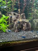 Neocaradina garnalen tekoop! Man en vrouw!, Ophalen, Nieuw, Overige typen