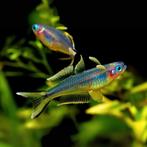Forktail Blue Eye(Pseudomugil furcatus)-Vorkstaart regenboog, Dieren en Toebehoren, Vissen | Aquariumvissen, Vis