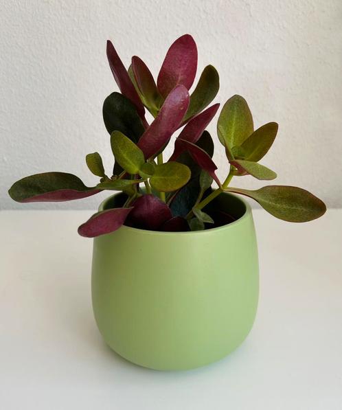 Crassula Streyi Ruby red Rare zeldzaam vetplant, Huis en Inrichting, Kamerplanten, Vetplant, Minder dan 100 cm, Halfschaduw, Ophalen